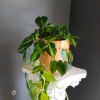 Classic Pothos plant in tall ceramic pot. 