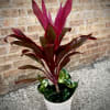 Loving the beautiful color of this cordyline plant! Make a lovely gift!