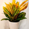 6&quot; fall color crotons in white ceramic pot 