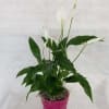 Select this easy to care for 4&quot; Spathiphyllum or Peace Lily in
