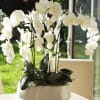Beautiful 6 Stem White Orchids arranged in White Ceramic with Bamboo and