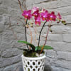 An open air ceramic pot houses this live mini phalaenopsis orchid plant