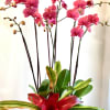 The most highly coveted of ornamental plants, the delicate, exotic and graceful