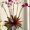 The most highly coveted of ornamental plants, the delicate, exotic and graceful