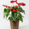 Red Anturio plant that come in basket or similar container 