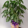 SCHEFFLERA  ACTINOPHYLLA  aka The umbrella tree, is a great choice