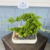 Bonsai Tree
10&quot; bonsai (juniper)
Pot:6&rdquo; Ceramic Bonsai Pot
Species:Juniper