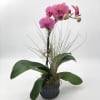 Introducing the Pink Phalaenopsis Orchid, a graceful addition to your decor. Presented