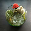 Succulents , Cactuses in glass bubble ball vase