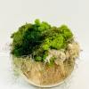 Natural Kua Bowl with peeks and valleys 
of a variety of Moss.