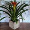 Its spectacular bloom resembles a flaming torch. Related to the pineapple plant