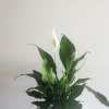 GREEN PLANT WITH NICE WHITE FLOWERS. APPROPIATE FOR ANY OCCASION. ALWAYS WITH