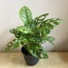 Swiss Cheese Philodendron Plant.  Lovely shade of green with leaves that