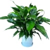 Plant featuring the famous Peace Lily. The striking, shiny green leaves spill