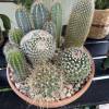 Summertime means cactus-time! Our prickly friends are ready to accompany any busy