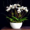 The most highly coveted of ornamental plants, the delicate, exotic and graceful