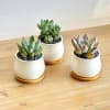 A set of three succulent plants planted in small white ceramic pots.
