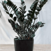 The Raven ZZ plant (Zamioculcas zamiifolia &#039;Raven&#039;) is a trendy houseplant known