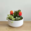 A calming mix of green succulents, potted in a white pot. Easy
