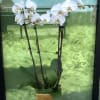 2 double Orchid stems in an elegant ceramic container