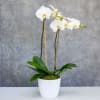 Either a white or pink orchid, with 2 flowering spikes in a