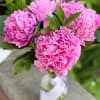 Charming bouquet of pink peonies is a perfect choice for a springtime.
