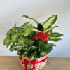 Featuring mix of green foliage plants and a blooming plant, presented in