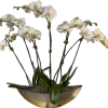 Gold container 23"long with 3 gorgeous double stem white phalaenopsis orchids. Stunning!!