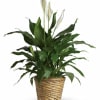 Our largest Peace Lily placed in a beautiful basket with moss accents.