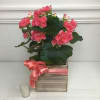 Begonia plants are easy to take care of and the perfect indoor