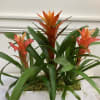 A contemporary triple combination of bromeliad plants in a white ceramic rectangle