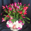 Prolific Christmas cactus blooming plants come in many fun holiday shades: red