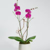 A single stem orchid plant beautifully potted with moss in a ceramic