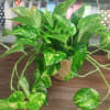 Pothos Plant - Nice easy care plant that can take some lower