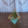 Air Plant!  This medium size Tillandsia comes in a glass geometric