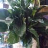 Spathiphyllum Plant in a Basket with Bow