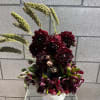 Beautiful dahlias nestled in a bed of beautiful deep burgundy hellebores. 