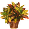 One of the boldest houseplants around, you can&#039;t miss crotons because of
