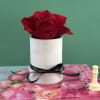 Everlasting preserved rose, touch of nature&rsquo;s elegance, beauty low maintenance. 

Preserved roses