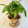 3 x 4&quot; money trees in oriental ceramic pot