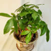 3 x 4&quot; money trees in oriental ceramic pot