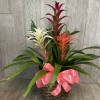 3 Bromeliad plants planted in one pot placed in a wicker basket