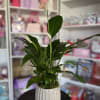 4 inch peace lily 