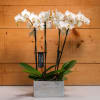 Enchanted Orchids by Savilles Country Florist is a stunning display suitable for