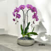 A high quality Double pink orchids arrangement with a vase 10&quot; D