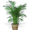  Also known as the Palm Plant, the Palm plant is a