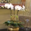 set of 3 spike Petite orchid plants in  lovely gold planter: