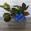 Celebrate any occasion with a mixed plant dish garden in a 5.5&rdquo;