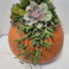 They&#039;ve arrived! Grab them while you can. Celebrate Autumn with a succulent