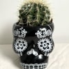 Our Cactus Friend is really easy going and loves the sun. Cactus
